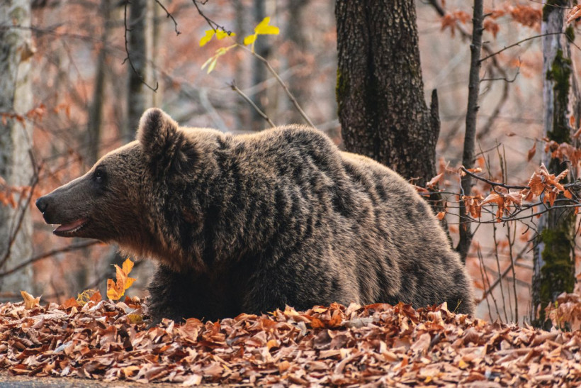 Braunbär im Herbstwald Osteuropa