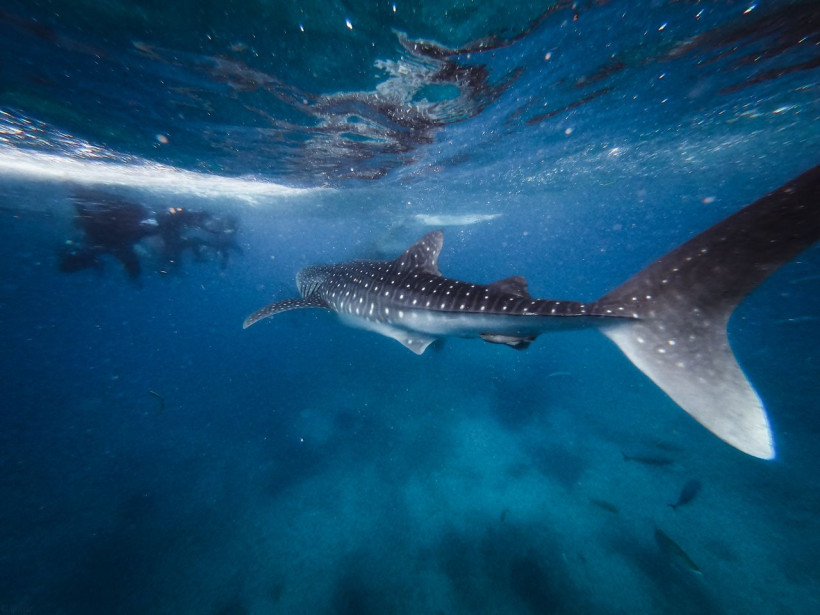 Hai schwimmt mit Tauchern im Meer