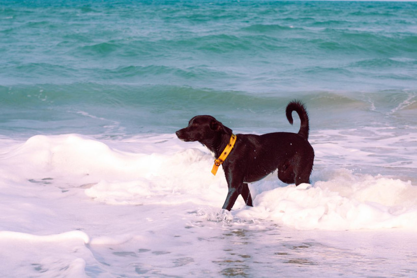 Hund schwimmt im Meerwasser am Strand