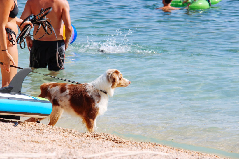 Hund am Strand in Kroatien