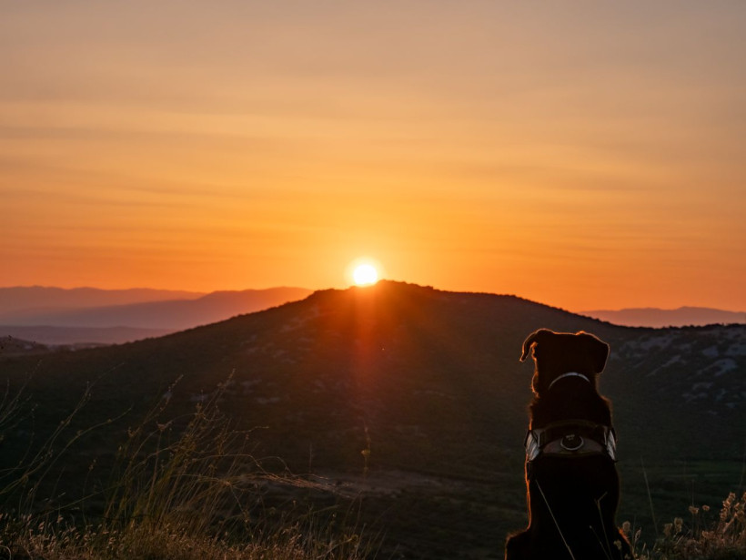 Hund auf Hügel bei Sonnenuntergang Kroatien