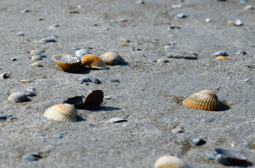 Muschelschalen auf Sandstrand