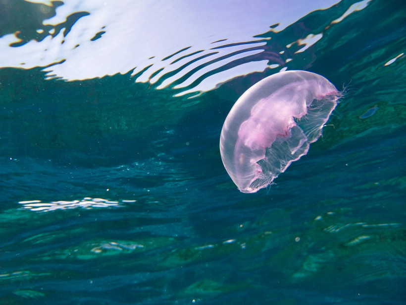 Qualle im Mittelmeer